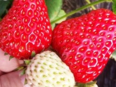 “手把手教你在家種草莓，8天發芽，3個月花多數不清，草莓摘不停”